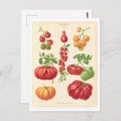 Tomaat Botanische Illustratie uit Zaad Catalogus Briefkaart (Voorkant / Achterkant)