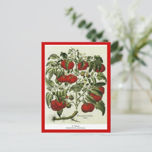 tomaat briefkaart (Staand voorkant)
