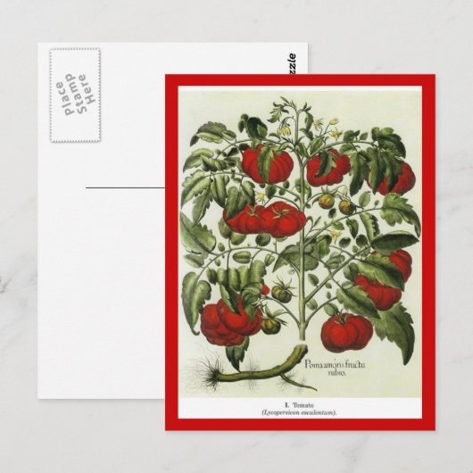 tomaat briefkaart (Voorkant / Achterkant)
