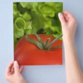 tomaat flyer (Hand)