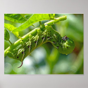 Tomaat Hornworm Poster