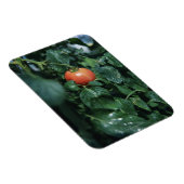 tomaat magneet (Rechterzijde)