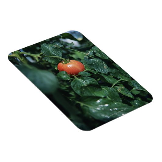 tomaat magneet (Rechterzijde)