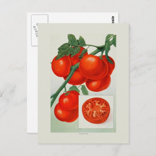 Tomaten Briefkaart (Voorkant / Achterkant)