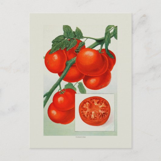 Tomaten Briefkaart (Voorkant)