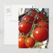 Tomaten Briefkaart (Voorkant / Achterkant)