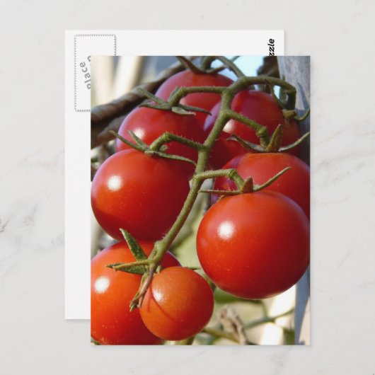 Tomaten Briefkaart (Voorkant / Achterkant)