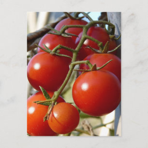Tomaten Briefkaart