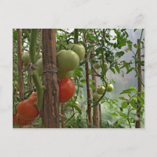 Tomaten Briefkaart