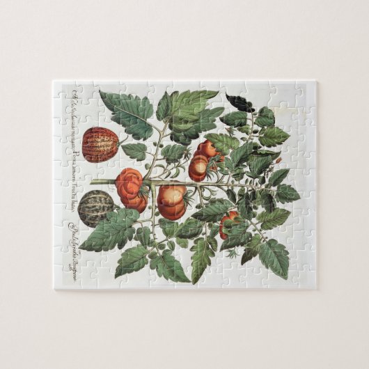 Tomaten en meloenen: 1.Poma amoris fructu luteo; 2 Legpuzzel (Horizontaal)