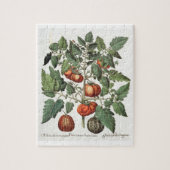 Tomaten en meloenen: 1.Poma amoris fructu luteo; 2 Legpuzzel (Verticaal)