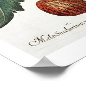 Tomaten en meloenen: 1.Poma amoris fructu luteo; 2 Poster (Hoek)