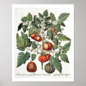 Tomaten en meloenen: 1.Poma amoris fructu luteo; 2 Poster (Voorkant)