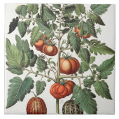 Tomaten en meloenen: 1.Poma amoris fructu luteo; 2 Tegeltje (Voorkant)