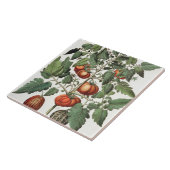 Tomaten en meloenen: 1.Poma amoris fructu luteo; 2 Tegeltje (Zijkant)