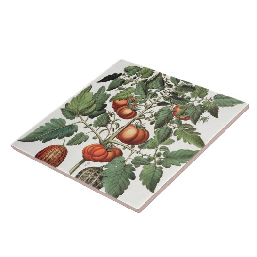 Tomaten en meloenen: 1.Poma amoris fructu luteo; 2 Tegeltje (Zijkant)