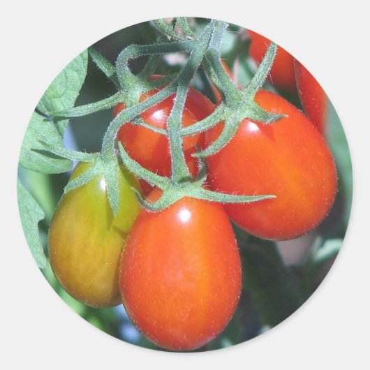 Tomaten kweken ronde sticker (Voorkant)