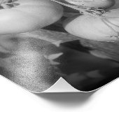 Tomaten op de wijnstok zwart-wit 8x8 foto afdruk (Hoek)