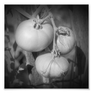 Tomaten op de wijnstok zwart-wit 8x8 foto afdruk