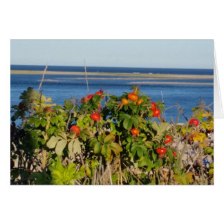 Tomaten op de Zee