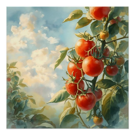  tomaten op een wijnstok perfect poster (Voorkant)