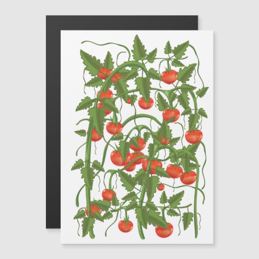 Tomaten Patroon (Voorkant / Achterkant)