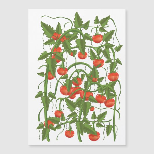 Tomaten Patroon (Voorkant)