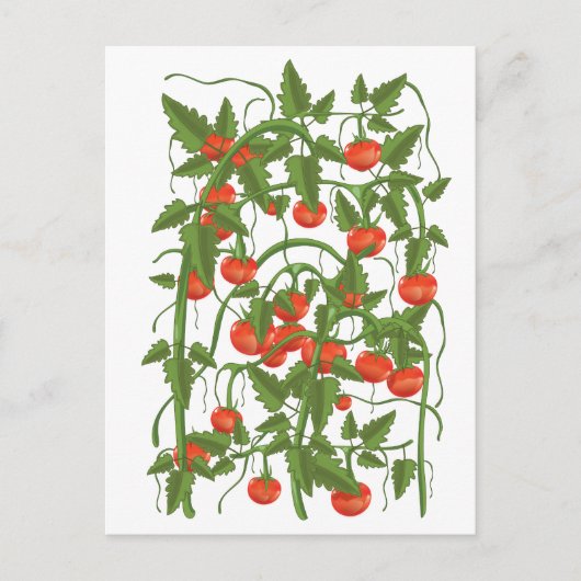 Tomaten Patroon Briefkaart (Voorkant)