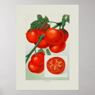 Tomaten Poster