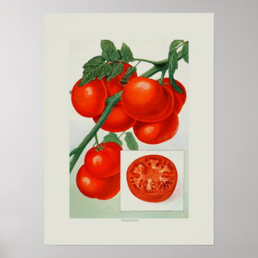 Tomaten Poster (Voorkant)