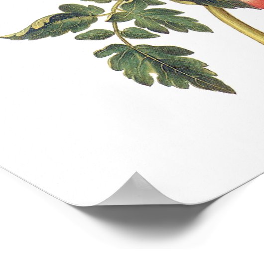 Tomaten Poster (Hoek)