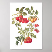 Tomaten Poster (Voorkant)