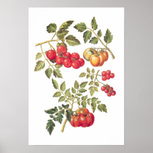 Tomaten Poster