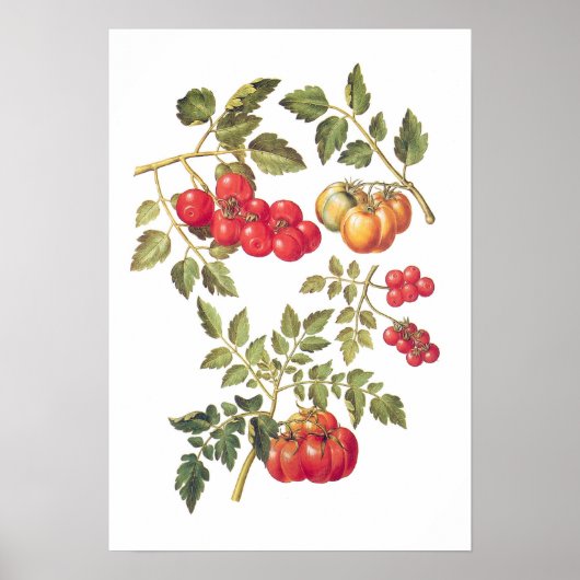Tomaten Poster (Voorkant)