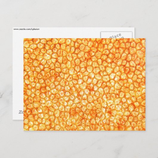 Tomatencellen onder microscoop briefkaart (Voorkant / Achterkant)