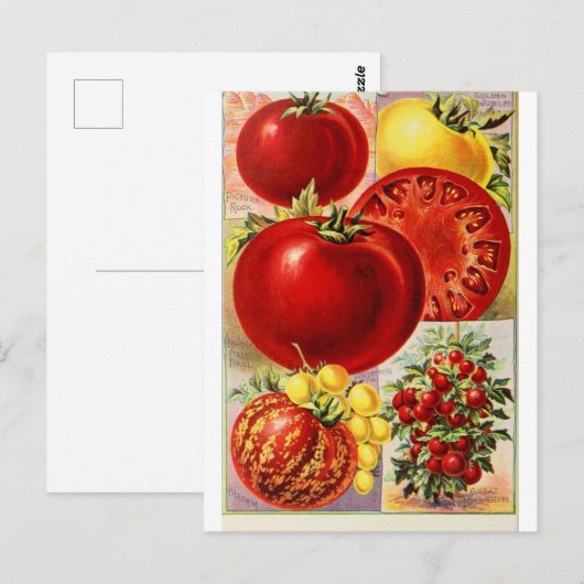 Tomatengroenten botanisch  Briefkaart (Voorkant / Achterkant)