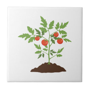 TomatenPlant Tegeltje