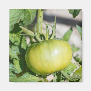 Tomatenrijping in een boomgaard magneet