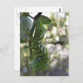 tomatenworm/Caterdepijler Briefkaart (Voorkant / Achterkant)