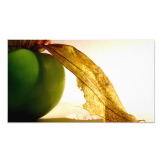 Tomatillo-studie Foto Afdruk