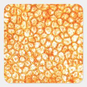Tomato cells under a microscope vierkante sticker