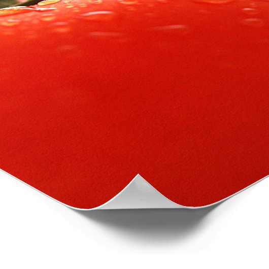 Tomato Close-up Poster (Hoek)