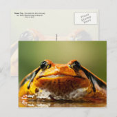 Tomato Frog Briefkaart (Voorkant / Achterkant)