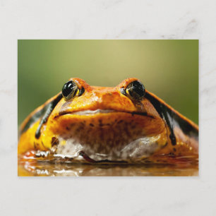 Tomato Frog Briefkaart