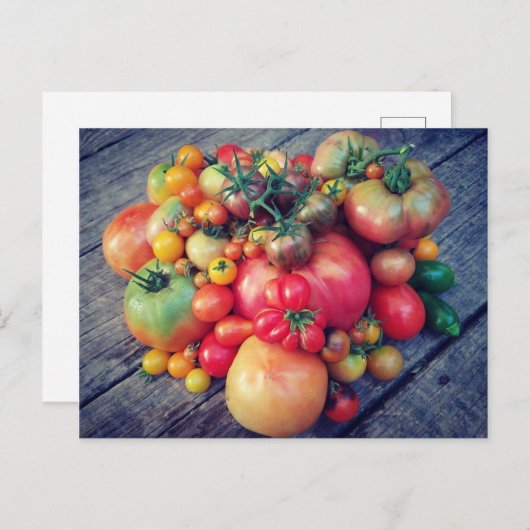 Tomato Harvest Briefkaart (Voorkant / Achterkant)