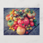 Tomato Harvest Briefkaart (Voorkant)