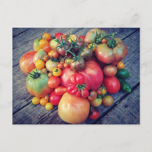 Tomato Harvest Briefkaart (Voorkant)