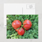 Tomato Heart Briefkaart (Voorkant / Achterkant)