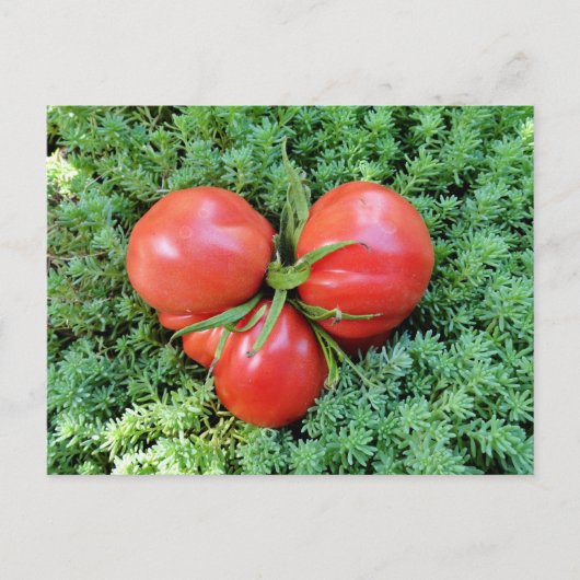 Tomato Heart Briefkaart (Voorkant)