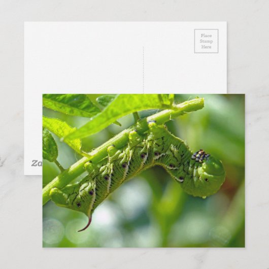 Tomato Hornworm Briefkaart (Voorkant / Achterkant)